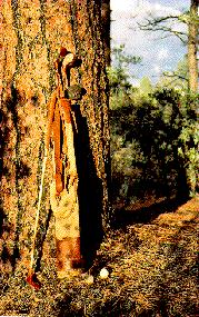 Golf Bag in Woods