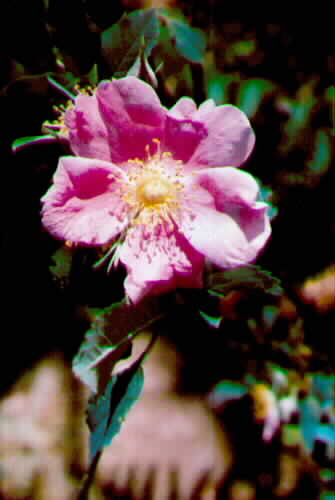 Apple Blossom