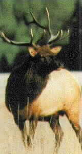 A Bull Elk