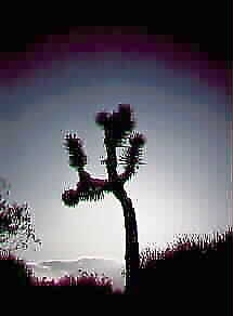 Yucca Tree